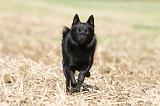 SCHIPPERKE 468